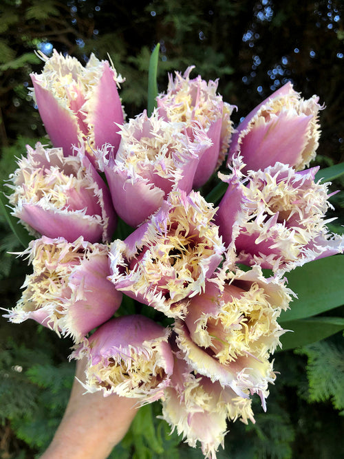 Buy tulip bulbs cummins