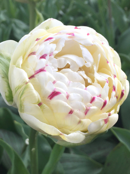Exclusive Tulip Bulbs from Holland - Tulip Danceline, white, pink, red stripes