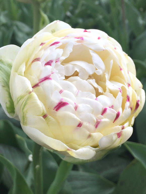 Exclusive Tulip Bulbs from Holland - Tulip Danceline, white, pink, red stripes