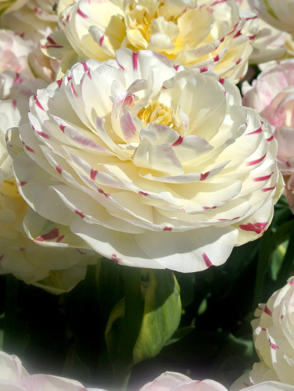 Exclusive Tulip Bulbs from Holland - Tulip Danceline, white, pink, red stripes by DutchGrown