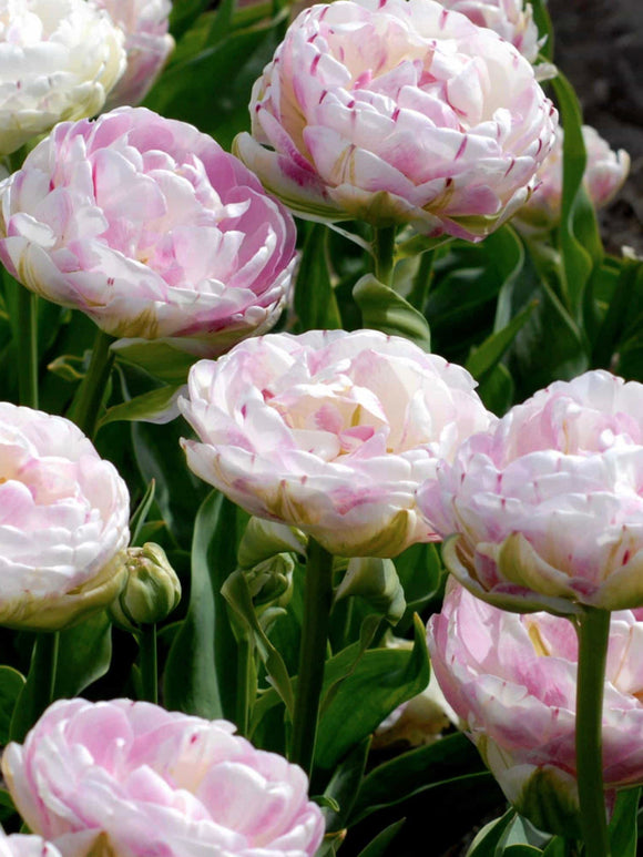 Exclusive Tulip Bulbs from Holland - Tulip Danceline, white, pink, red stripes by DutchGrown