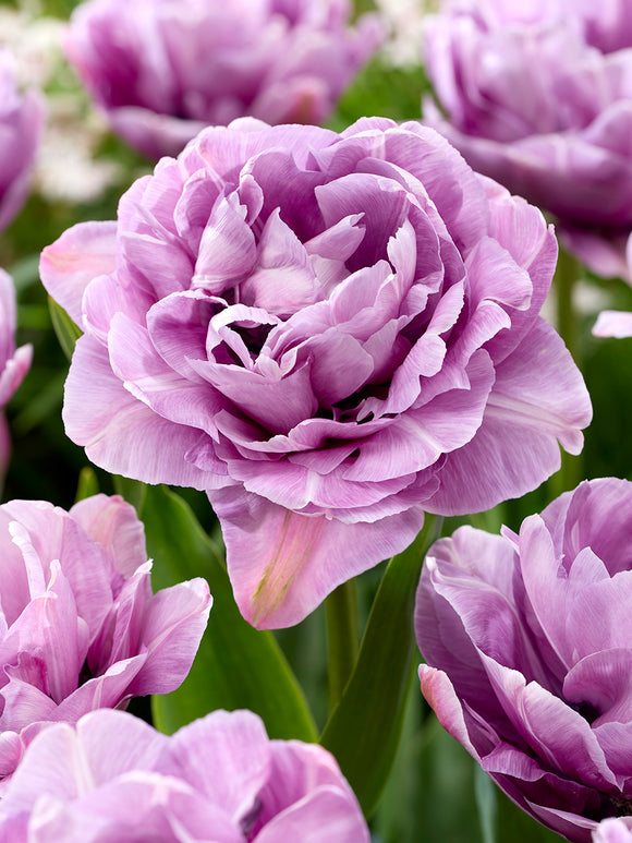 Blue Tulip Dancing Passion