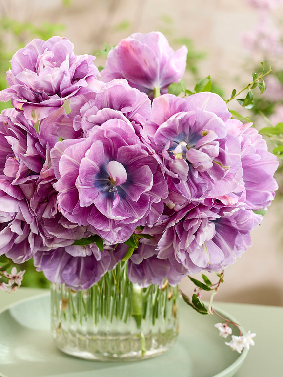 Blue Tulip Dancing Passion