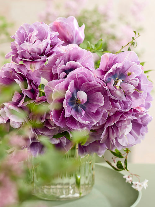 Blue Tulip Dancing Passion