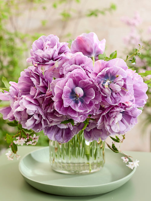 Blue Tulip Dancing Passion