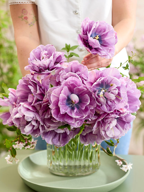 Blue Tulip Dancing Passion