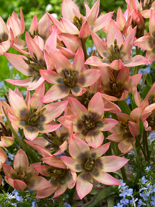 Tulip Danique in full bloom