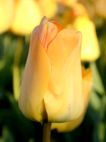 Tulip Daydream