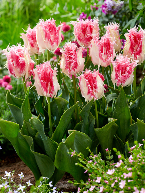 Pink and white fringed Tulip Drakensteyn