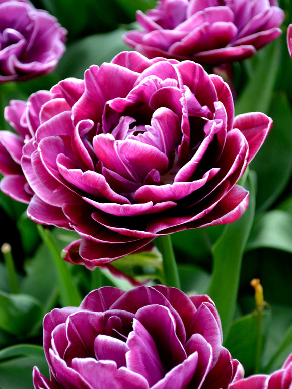 Tulip Bulbs Dream Touch