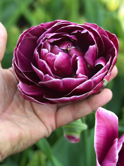 Buy Dream Touch Tulip Bulbs