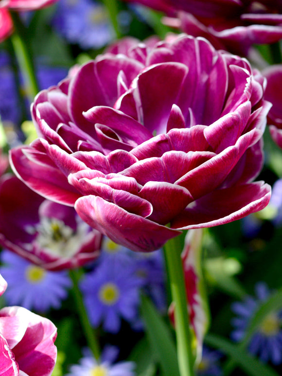 Tulip Bulbs - Dream Touch