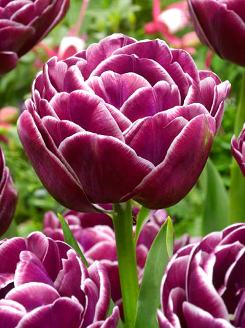 Tulip Bulbs - Dream Touch UK Shipping