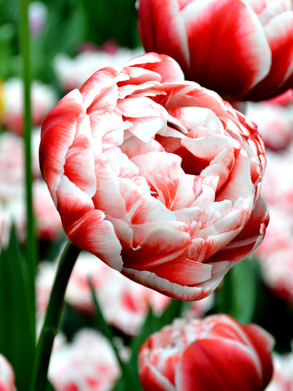 Tulip Bulbs Drumline