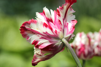 Tulip Estella Rijnveld by DutchGrown Blog Information About All Fall Planted Flower Bulbs