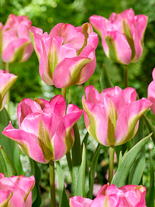 Greenland tulip planted in border