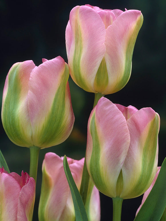 Viridiflora tulip with green markings