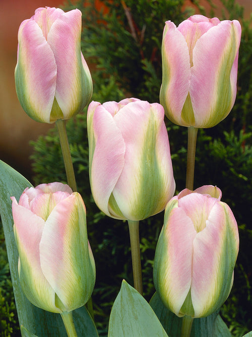 Pink and green tulip in spring