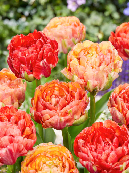 Tulip Gudoshnik Double - Peony Tulip Red and Yellow