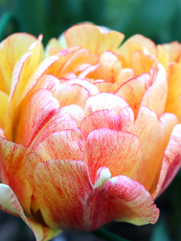 Tulip Bulbs Gudoshnik Double - UK delivery