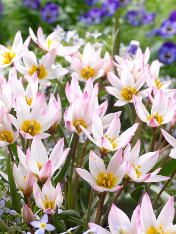 Tulip (cretica) Hilde