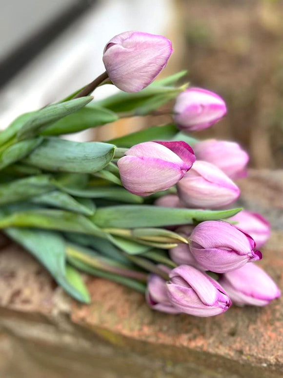 Tulip Jacuzzi - Silver Looking Tulips