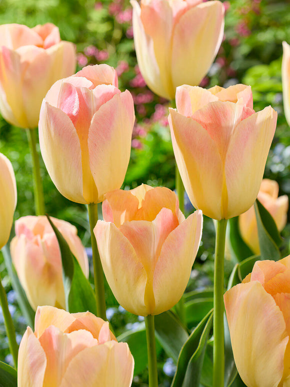 Buy Tulip Jade Maiden