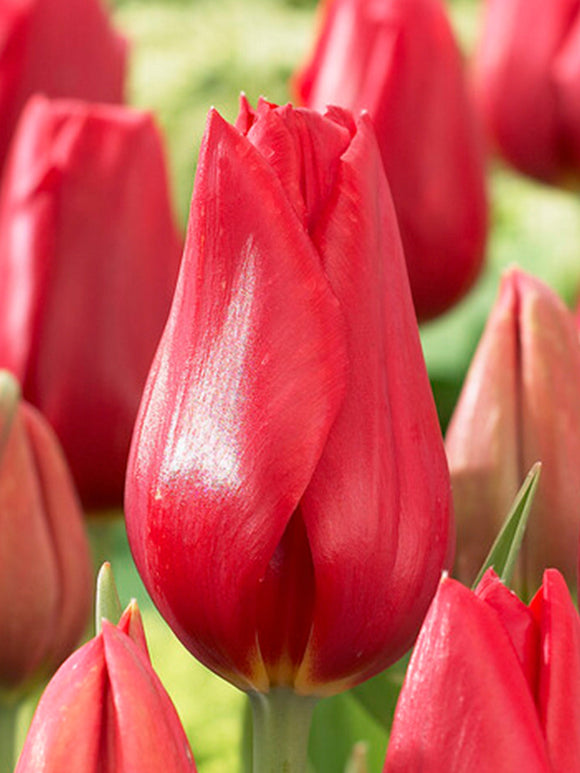 Tulip Flower Bulbs Kingsblood - Delivery UK