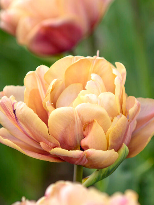 Tulip Bulbs - La Belle Epoque - Buy Tulip Bulbs