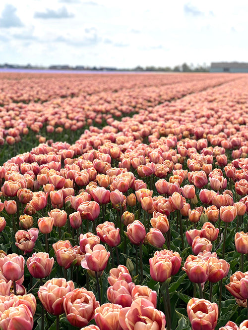 Tulip Bulbs La Belle Epoque | UK DELIVERY
