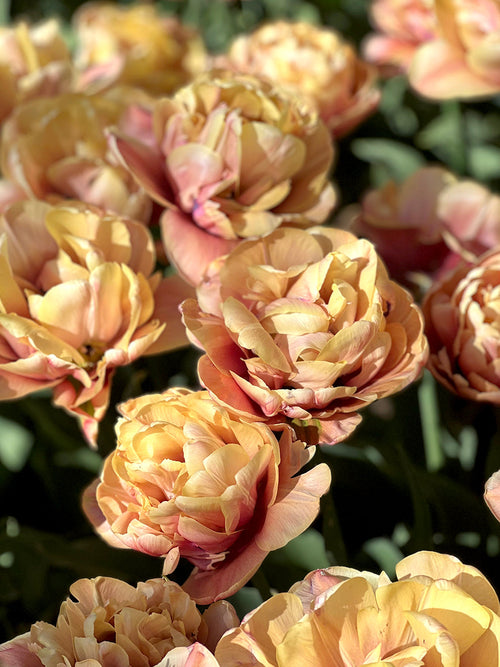 La Belle Epoque Tulip Bulbs | For Sale