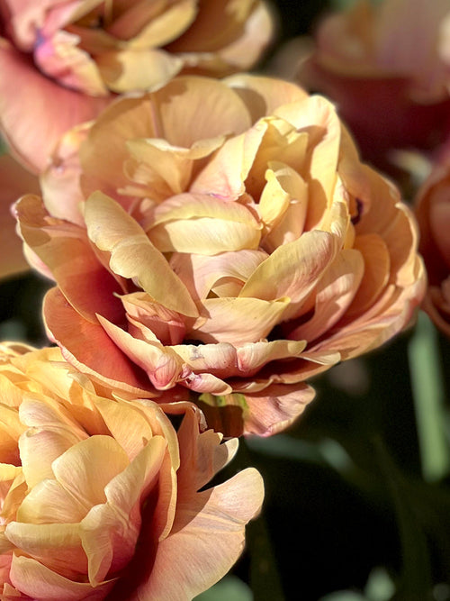 Tulip Bulbs - La Belle Epoque - Buy Online