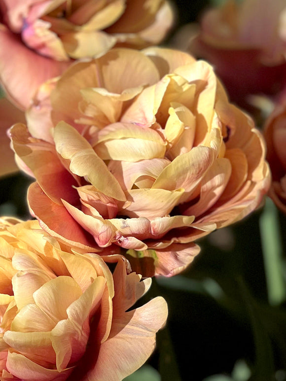 Tulip Bulbs - La Belle Epoque - Buy Online