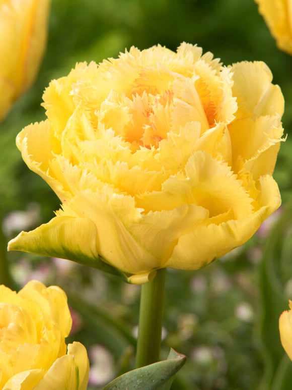 Buy Tulip Lemon Shoot