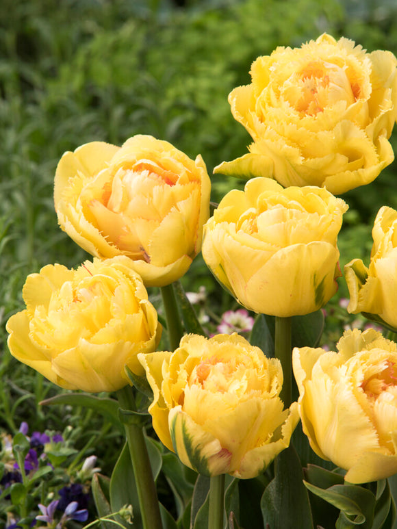 Tulip Lemon Shoot Bulbs for Autumn Shipping and Planting