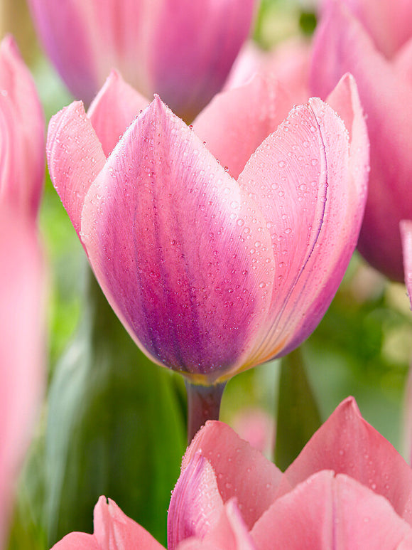 Tulip Light and Dreamy Bulbs