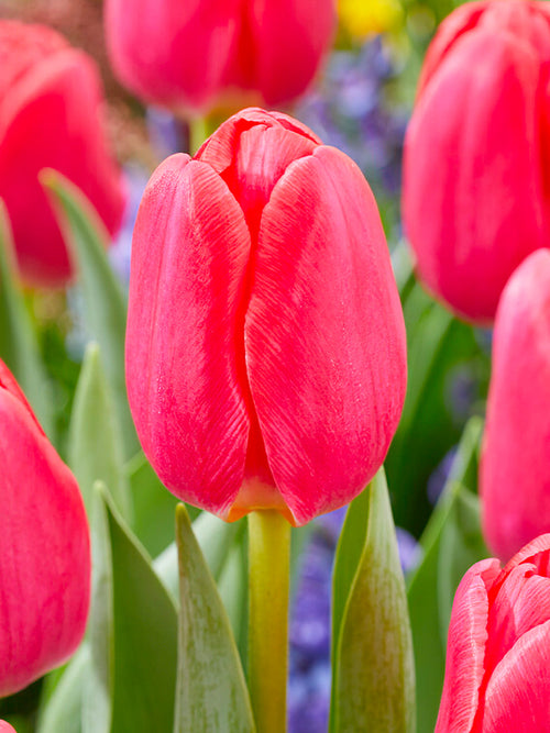 Buy Tulip Lipstick Bulbs from Holland