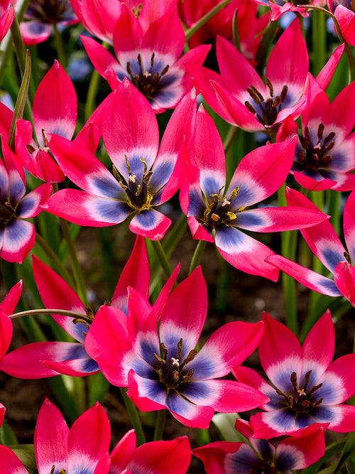 Tulip ‘Little Beauty’ pink bloom