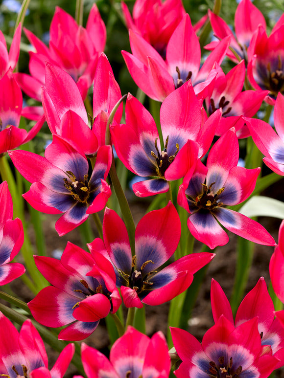 Star-shaped tulip flower close-up