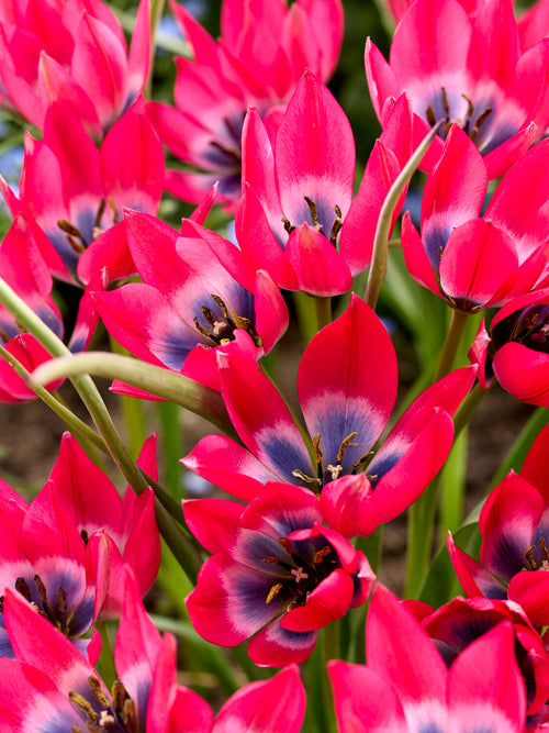 Botanical tulip with blue centre