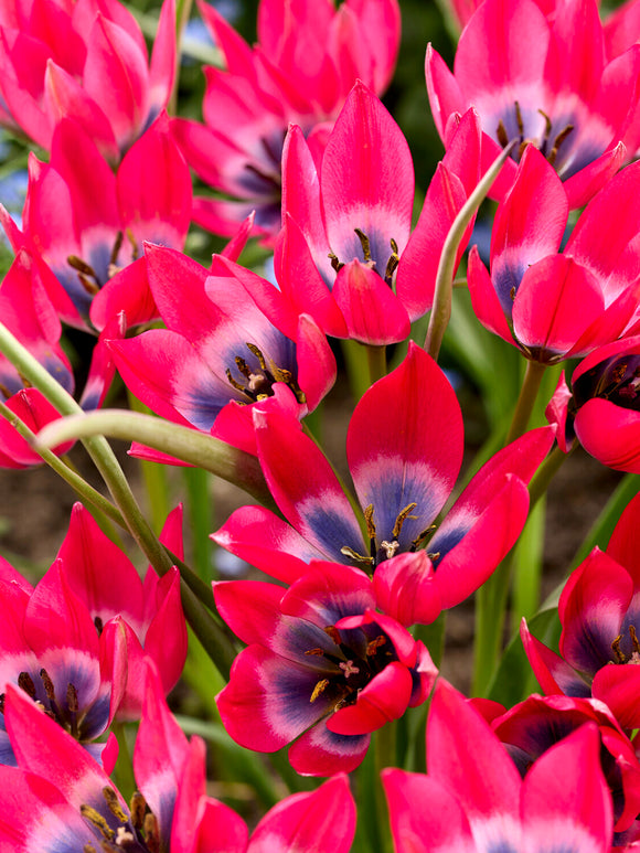 Botanical tulip with blue centre