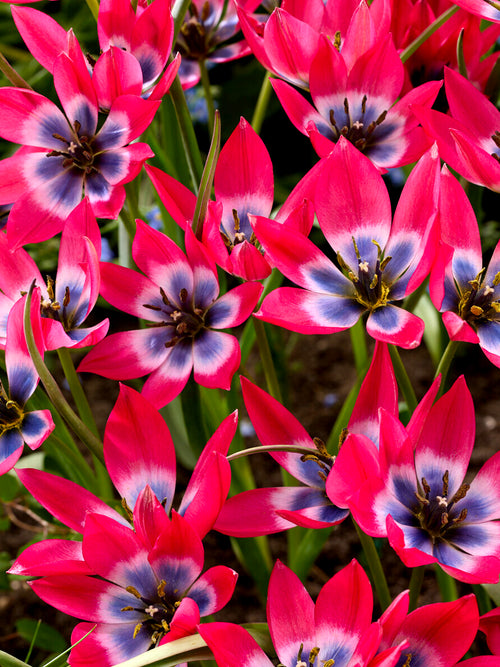 Species tulip in rock garden