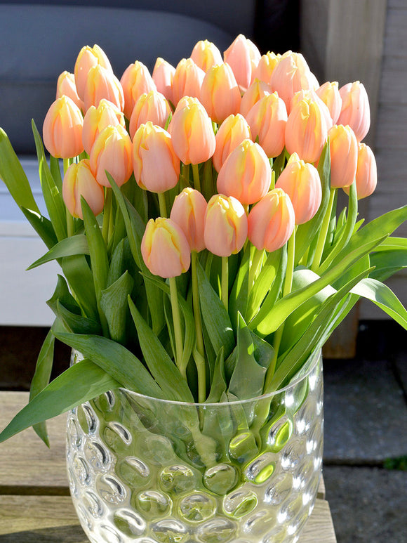 Tulip Mango Charm - Autumn Planted Tulip Bulbs