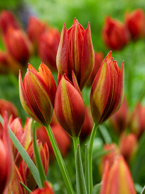 Red star-shaped Tulip Mara