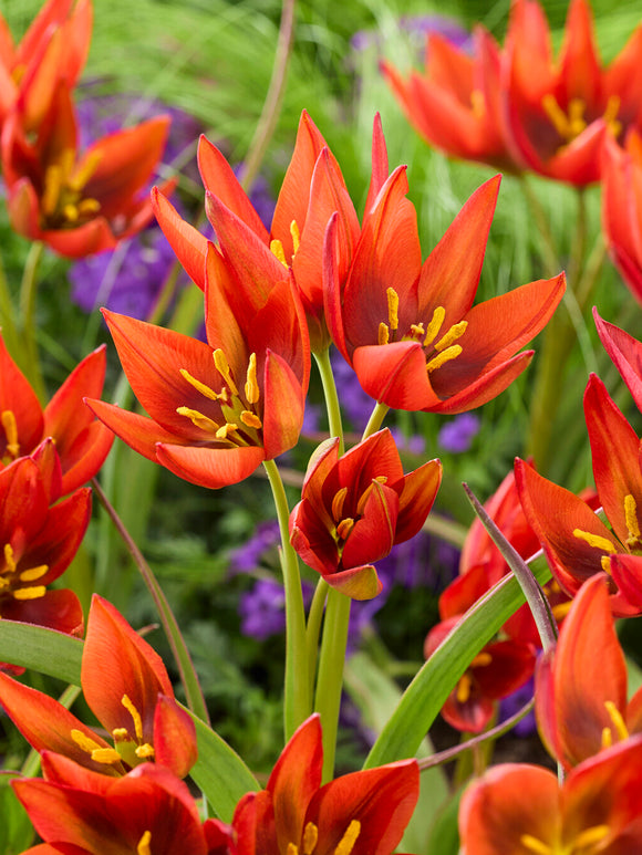 Red star-shaped Tulip Mara bloom