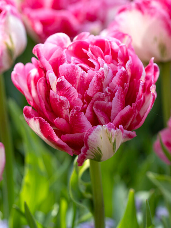 Tulip Marshmallow close up