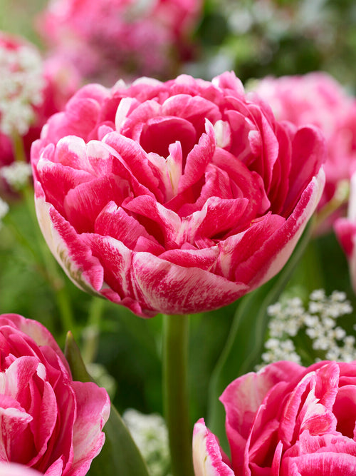 Double Tulip Marshmallow cream and pink bloom