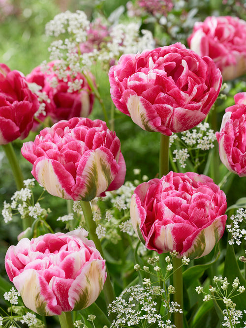 Double Tulip Marshmallow cream and pink bloom