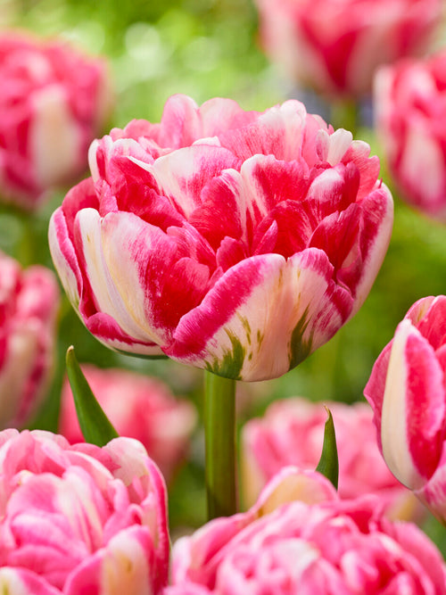 Tulip Marshmallow cream and pink bloom