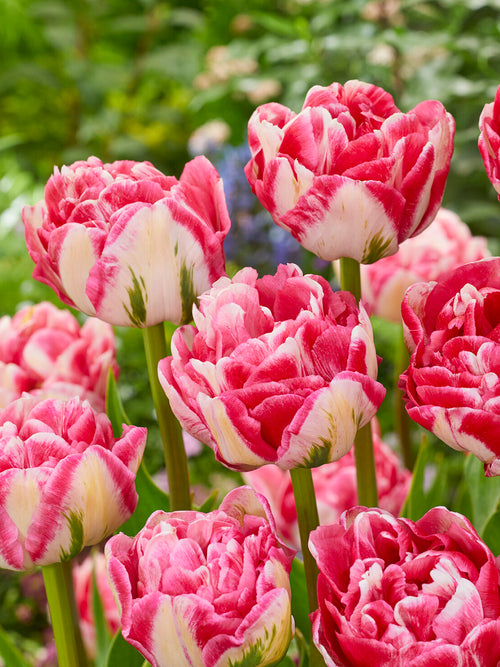 Tulip Marshmallow cream and pink bloom